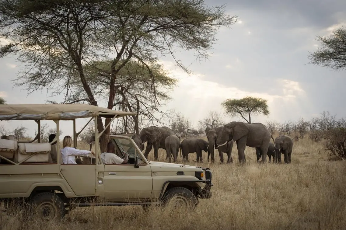 Our Safaris image